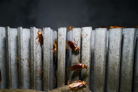 Cockroaches can be smart and beautiful — and might .